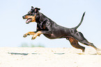 running Manchester Terrier