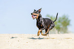 running Manchester Terrier