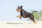 running Manchester Terrier