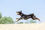 running Manchester Terrier