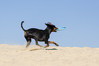 Manchester Terrier plays frisbee