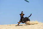 Manchester Terrier plays frisbee