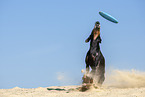 Manchester Terrier plays frisbee