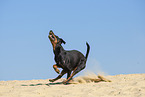 running Manchester Terrier