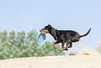 Manchester Terrier plays frisbee