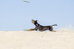 Manchester Terrier plays frisbee