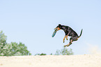 Manchester Terrier plays frisbee