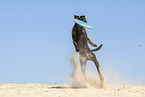 Manchester Terrier plays frisbee