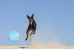 Manchester Terrier plays frisbee