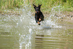 running Manchester Terrier