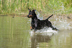 running Manchester Terrier