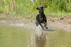 running Manchester Terrier