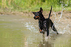 running Manchester Terrier