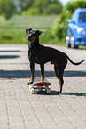 Manchester Terrier