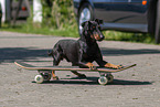 Manchester Terrier