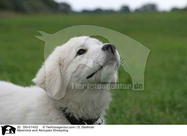 Maremmen-Abruzzen-Schferhund / Maremma and Abruzzes Sheepdog / DG-01402