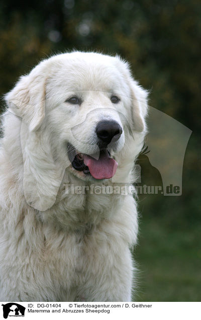 Maremmen-Abruzzen-Schferhund / Maremma and Abruzzes Sheepdog / DG-01404