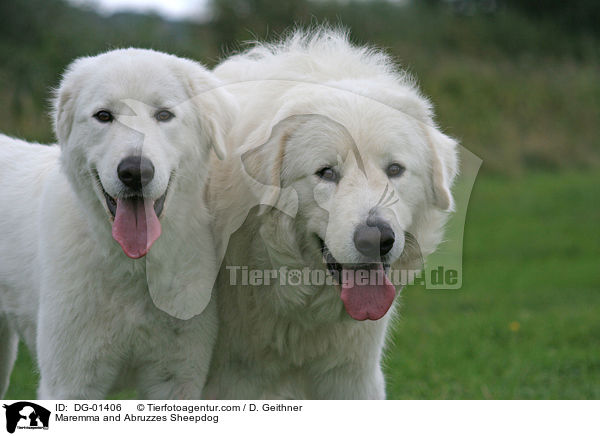 Maremmen-Abruzzen-Schferhund / Maremma and Abruzzes Sheepdog / DG-01406