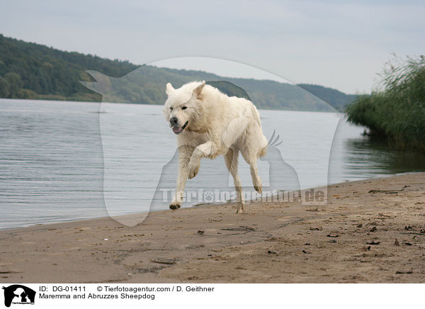 Maremmen-Abruzzen-Schferhund / Maremma and Abruzzes Sheepdog / DG-01411