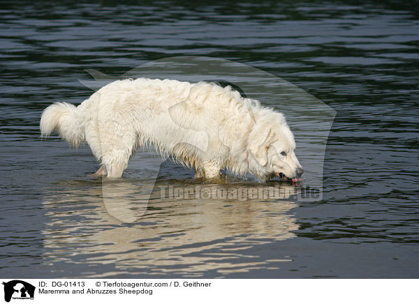 Maremmen-Abruzzen-Schferhund / Maremma and Abruzzes Sheepdog / DG-01413