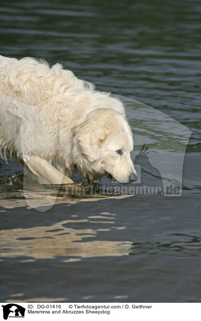 Maremmen-Abruzzen-Schferhund / Maremma and Abruzzes Sheepdog / DG-01416