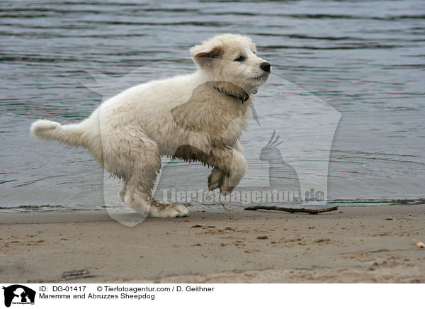 Maremmen-Abruzzen-Schferhund / Maremma and Abruzzes Sheepdog / DG-01417
