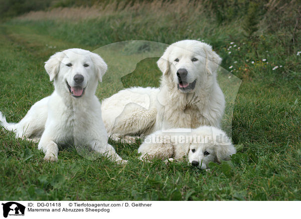 Maremmen-Abruzzen-Schferhund / Maremma and Abruzzes Sheepdog / DG-01418