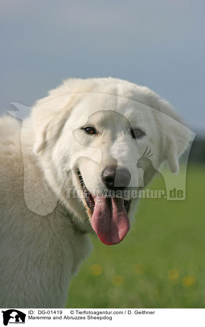 Maremmen-Abruzzen-Schferhund / Maremma and Abruzzes Sheepdog / DG-01419