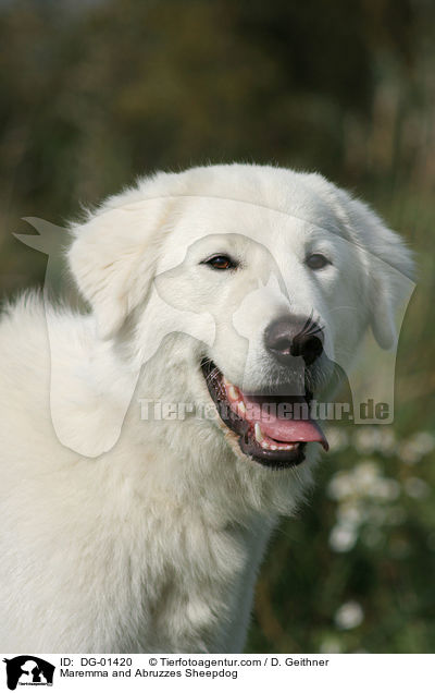 Maremmen-Abruzzen-Schferhund / Maremma and Abruzzes Sheepdog / DG-01420