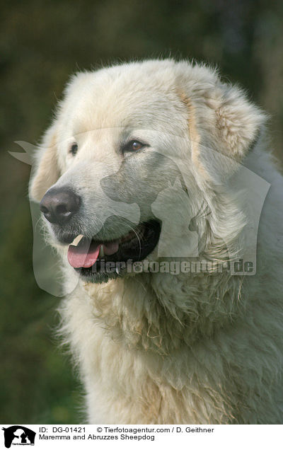 Maremmen-Abruzzen-Schferhund / Maremma and Abruzzes Sheepdog / DG-01421