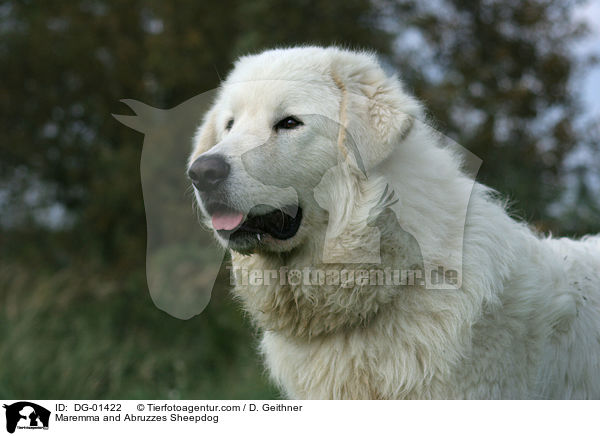 Maremmen-Abruzzen-Schferhund / Maremma and Abruzzes Sheepdog / DG-01422