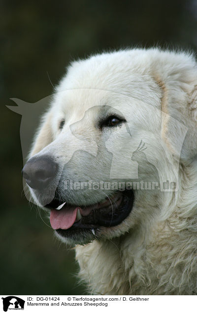 Maremmen-Abruzzen-Schferhund / Maremma and Abruzzes Sheepdog / DG-01424