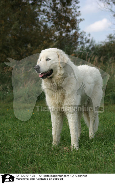 Maremmen-Abruzzen-Schferhund / Maremma and Abruzzes Sheepdog / DG-01425