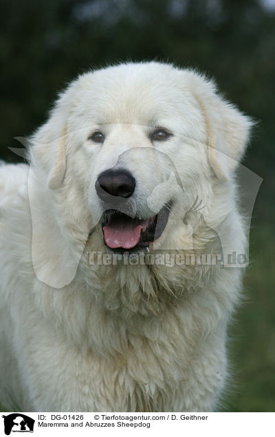 Maremmen-Abruzzen-Schferhund / Maremma and Abruzzes Sheepdog / DG-01426