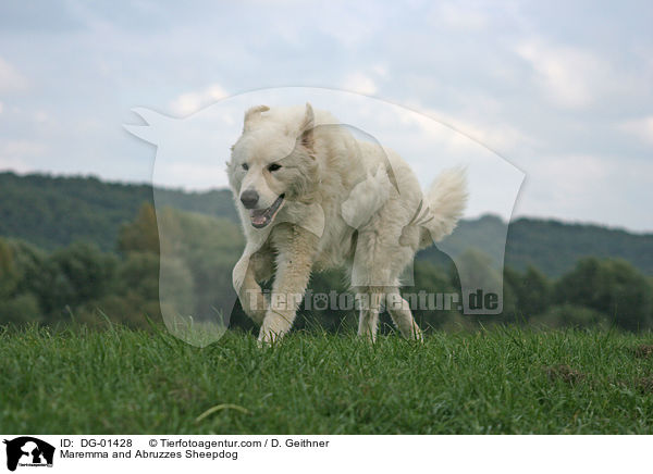 Maremmen-Abruzzen-Schferhund / Maremma and Abruzzes Sheepdog / DG-01428