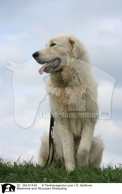 Maremmen-Abruzzen-Schferhund / Maremma and Abruzzes Sheepdog / DG-01430