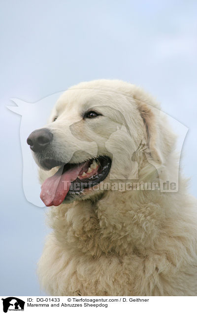 Maremmen-Abruzzen-Schferhund / Maremma and Abruzzes Sheepdog / DG-01433