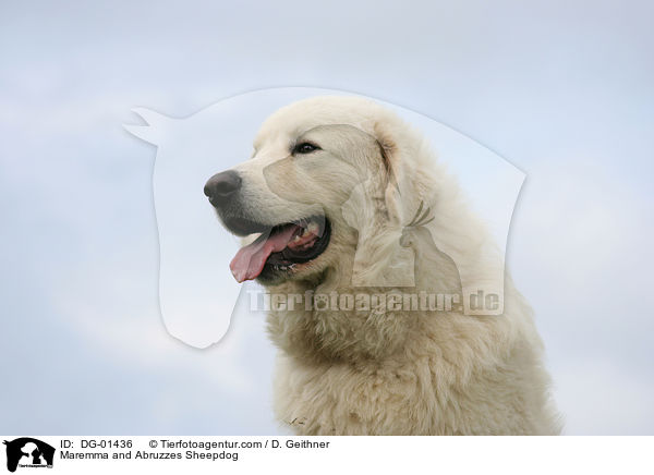 Maremmen-Abruzzen-Schferhund / Maremma and Abruzzes Sheepdog / DG-01436