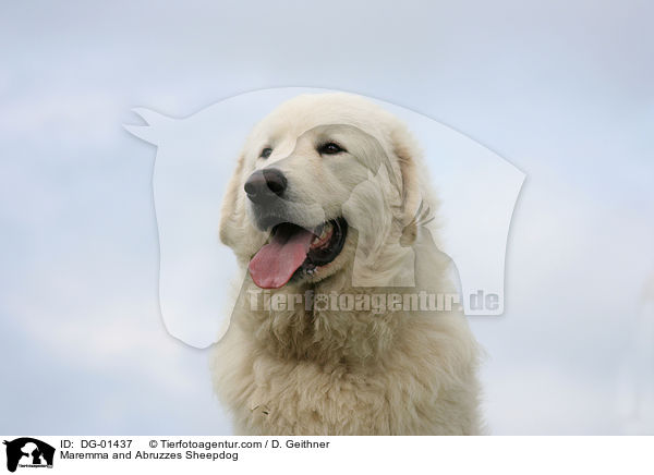 Maremmen-Abruzzen-Schferhund / Maremma and Abruzzes Sheepdog / DG-01437