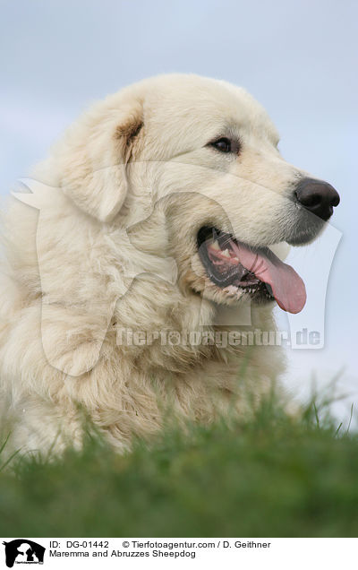 Maremmen-Abruzzen-Schferhund / Maremma and Abruzzes Sheepdog / DG-01442