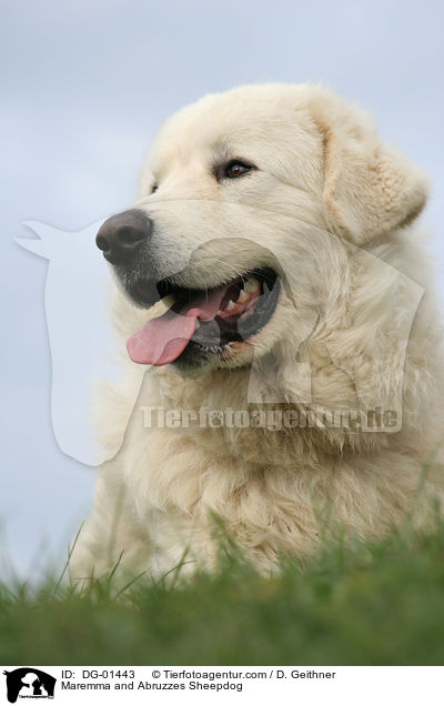 Maremmen-Abruzzen-Schferhund / Maremma and Abruzzes Sheepdog / DG-01443