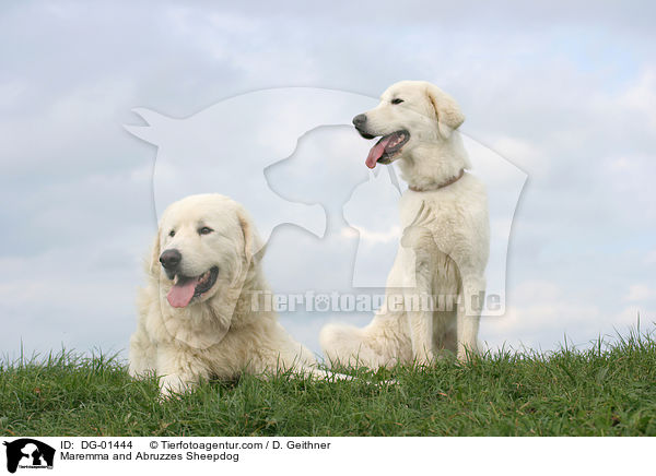 Maremmen-Abruzzen-Schferhund / Maremma and Abruzzes Sheepdog / DG-01444