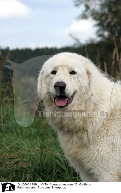 Maremmen-Abruzzen-Schferhund / Maremma and Abruzzes Sheepdog / DG-01389