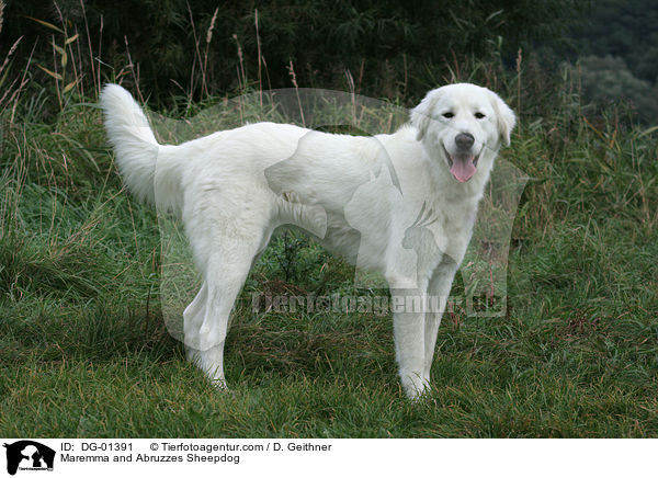 Maremmen-Abruzzen-Schferhund / Maremma and Abruzzes Sheepdog / DG-01391