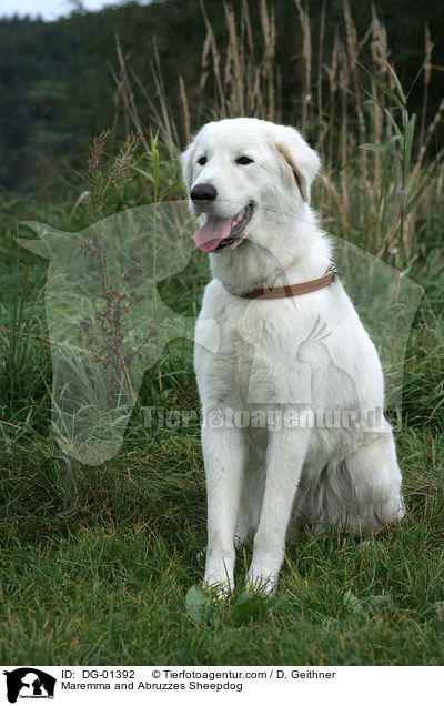 Maremmen-Abruzzen-Schferhund / Maremma and Abruzzes Sheepdog / DG-01392