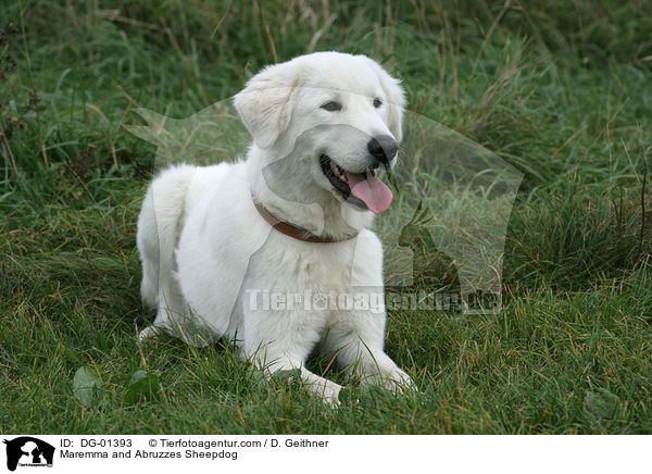 Maremma and Abruzzes Sheepdog / DG-01393