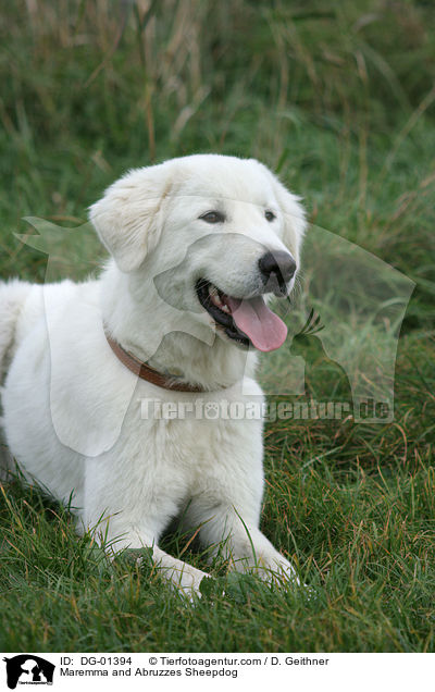 Maremmen-Abruzzen-Schferhund / Maremma and Abruzzes Sheepdog / DG-01394