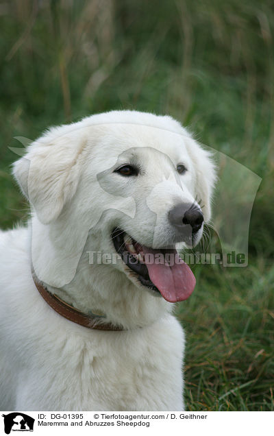 Maremmen-Abruzzen-Schferhund / Maremma and Abruzzes Sheepdog / DG-01395