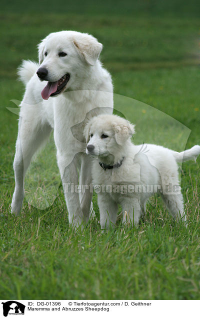Maremma and Abruzzes Sheepdog / DG-01396