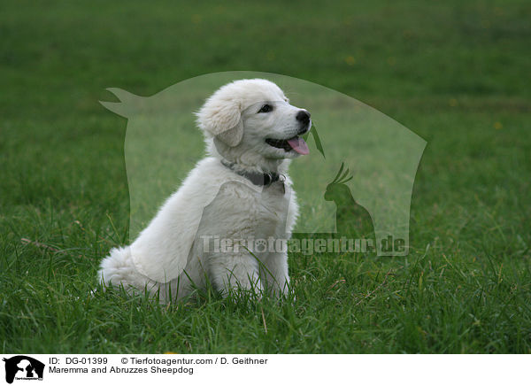 Maremmen-Abruzzen-Schferhund / Maremma and Abruzzes Sheepdog / DG-01399